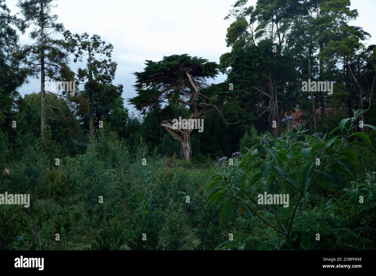 Ein verdrehter, verwitterter Baum steht hoch inmitten von dichtem Waldgrün in Santo António da Serra, Madeira Stockfoto