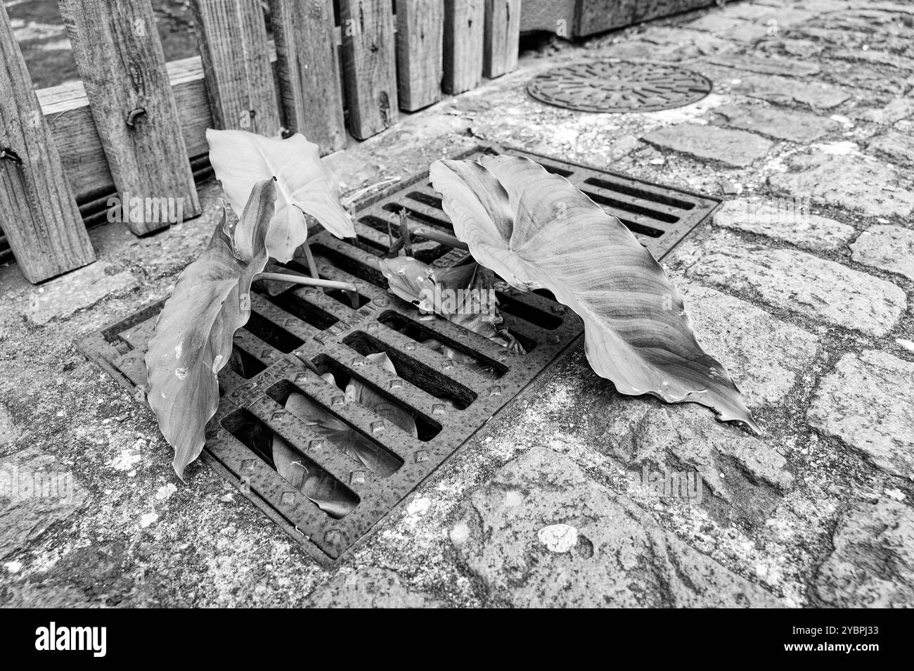 Schwarz-weiß-Bild eines großen Kolokasiens, Blätter, die durch ein Abflussgitter auf einer Kopfsteinpflasterstraße in São Vicente, Madeira, wachsen Stockfoto