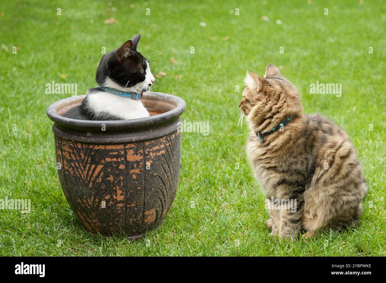 Zwei Katzen interagieren auf einem grünen Rasen, wobei eine in einem großen dekorativen Topf sitzt und die andere beobachtet, Stockfoto