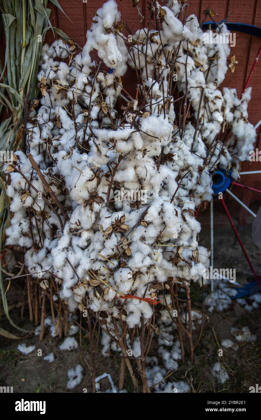 Baumwollzweige, die sich gegen ein Gebäude an einem Herbstkürbis-Patch beugen. Stockfoto