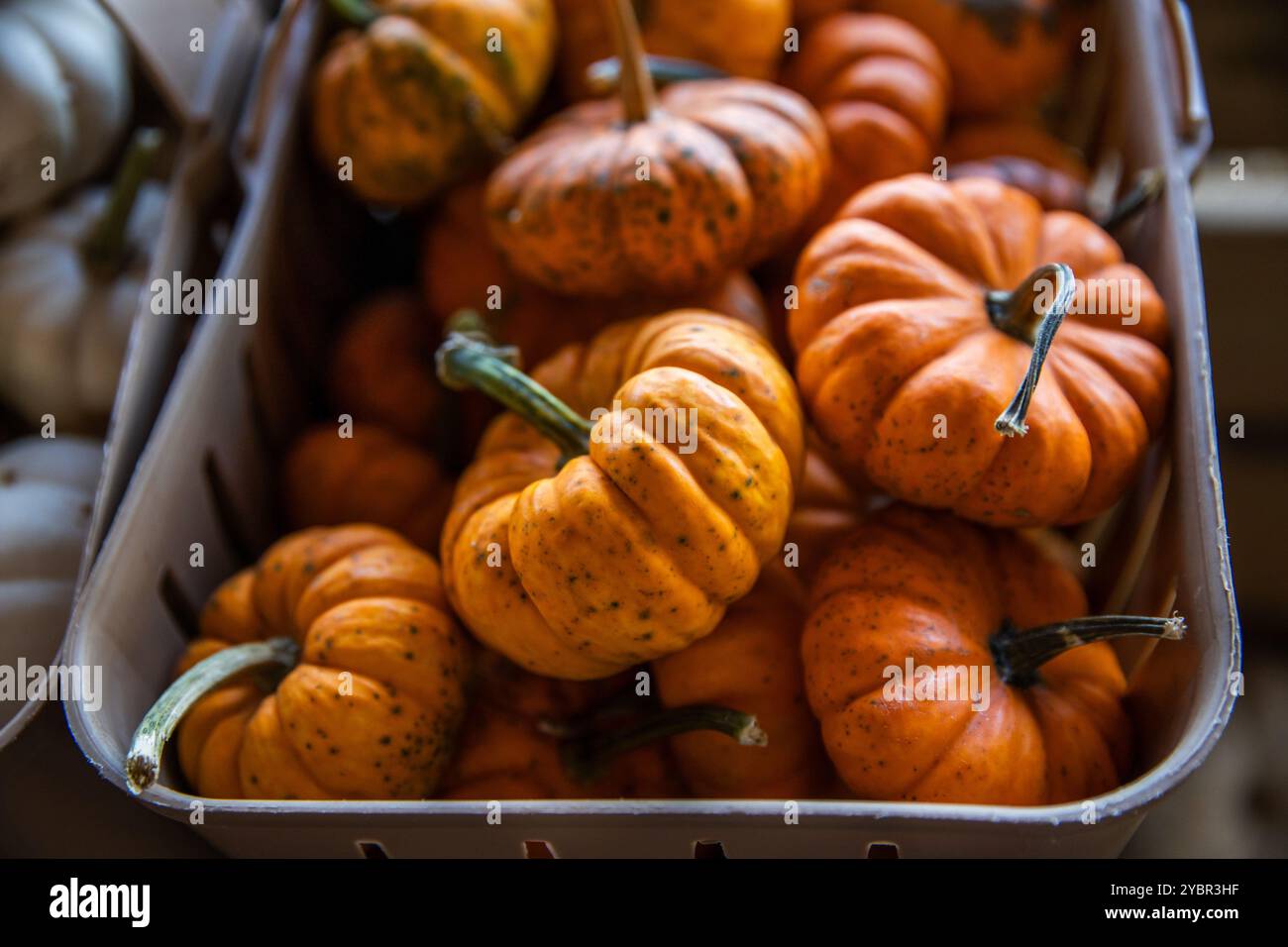 Korb mit orangefarbenen Minikürbissen auf einem Bauernmarkt Kürbis Patch. Stockfoto