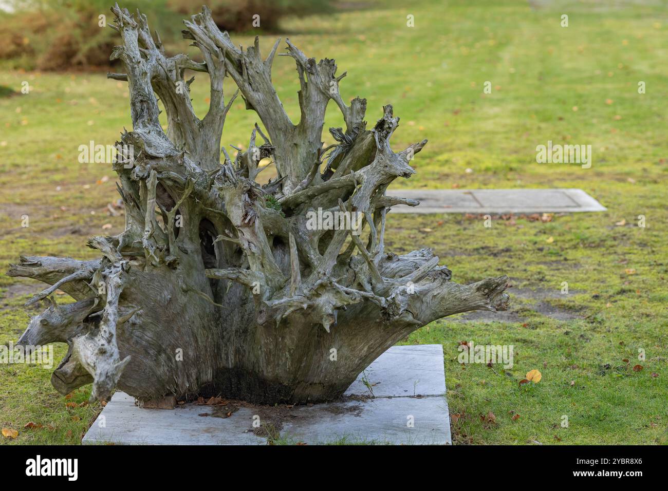 Großes, verwittertes Baumwurzelsystem auf einer Betonplattform in einem Park an einem sonnigen Tag. Konzept der Umweltkunst und Landschaftsgestaltung im Freien Stockfoto