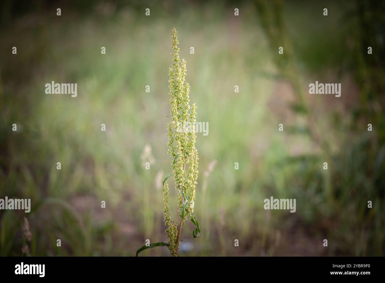 Selektive Unschärfe auf blühenden einjährigen Ragweed, auch Amrbosia oder Artemisia genannt. Es ist eine Pollenblume und Pflanze aus der Aster-Familie bekannt als ein Stockfoto