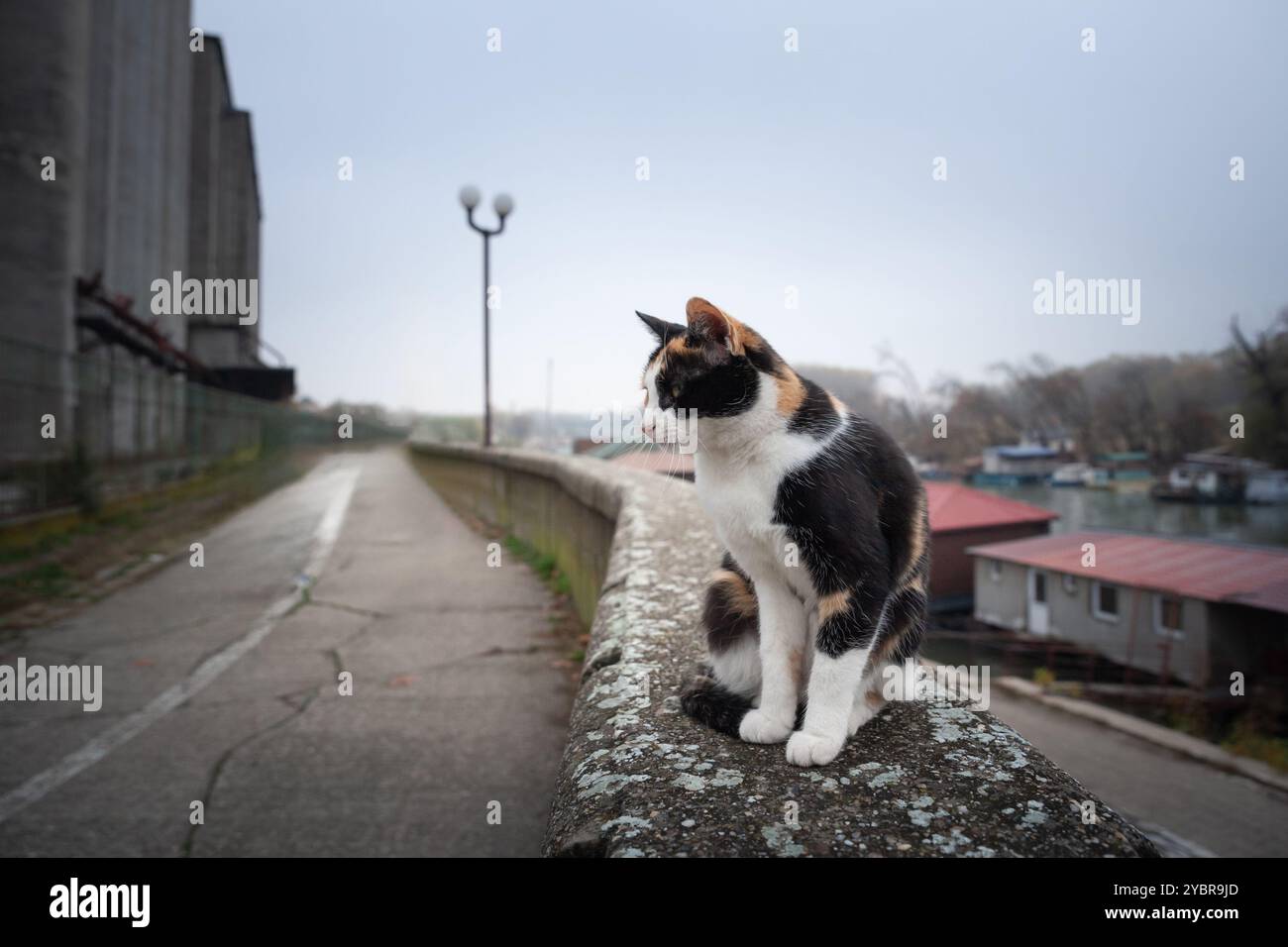 Selektive Unschärfe bei einer weiblichen streunenden Katze, einer Calico-Katze, jung, stehend in Pancevo, Serbien, im Freien, verlassen. Es ist eine typische Trikolore-Katze, europäische br Stockfoto