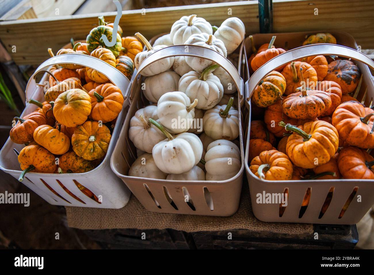 Herbstpräsentation von weißen und orangefarbenen Minikürbissen auf einem Bauernmarkt. Stockfoto