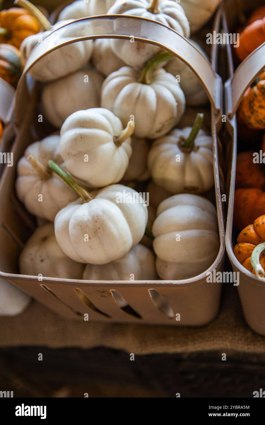 Herbstpräsentation von weißen und orangefarbenen Minikürbissen auf einem Bauernmarkt. Stockfoto