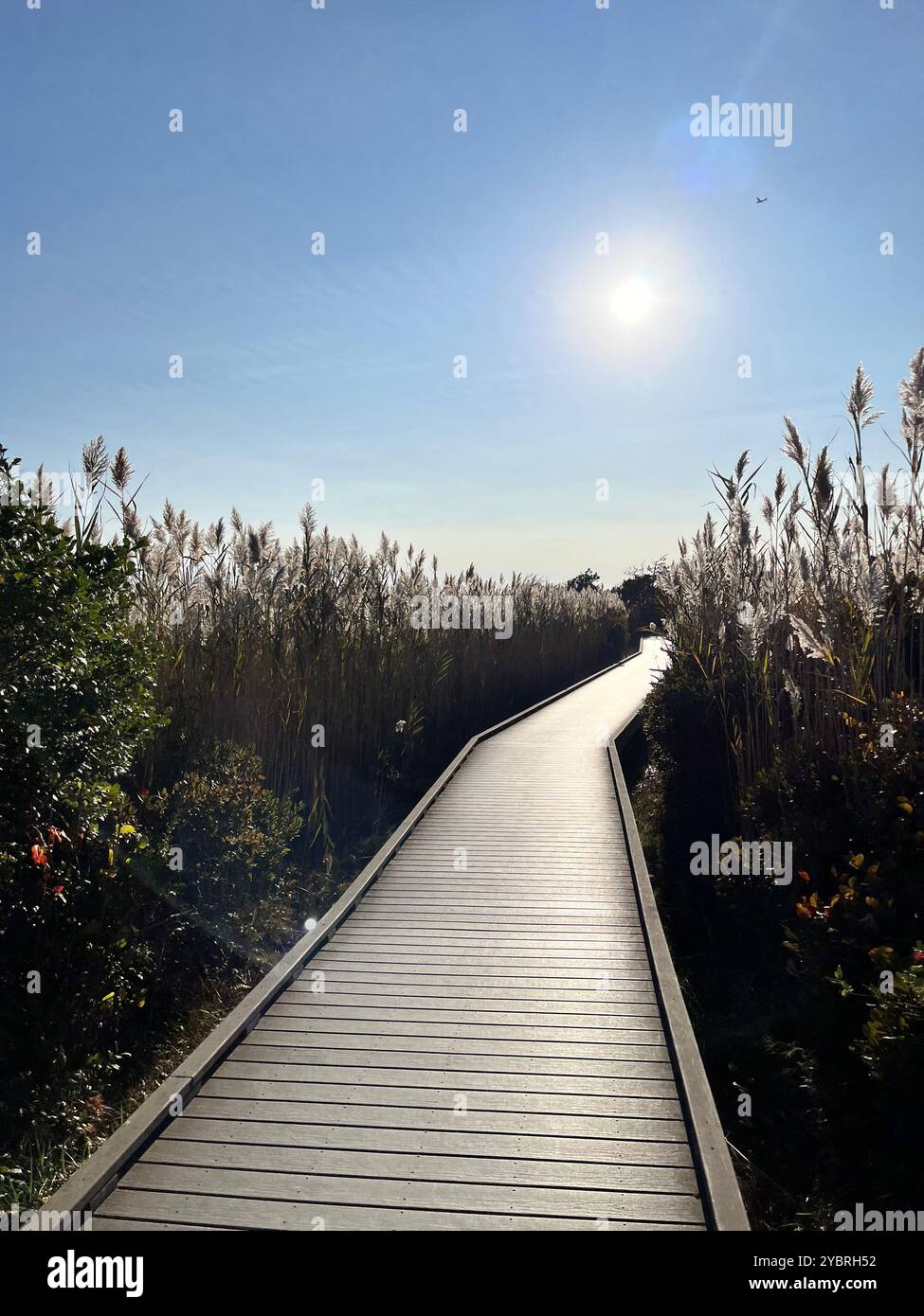 Sonnenuntergang auf Long Island - Smartphone-aufgenommenes Stockfoto
