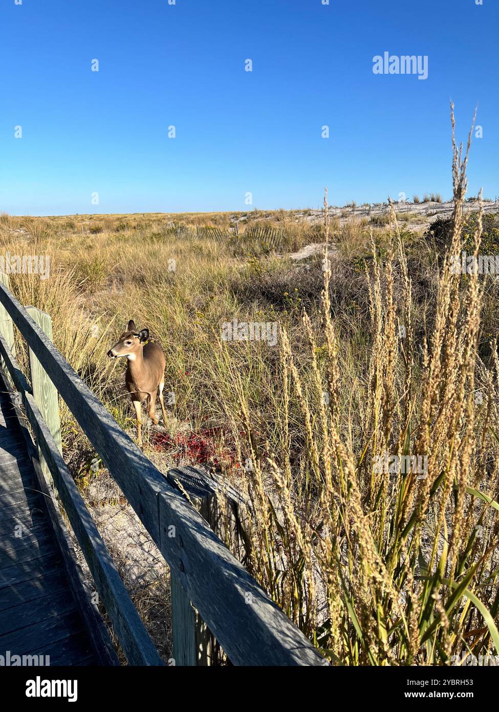 Sonnenuntergang auf Long Island - Smartphone-aufgenommenes Stockfoto