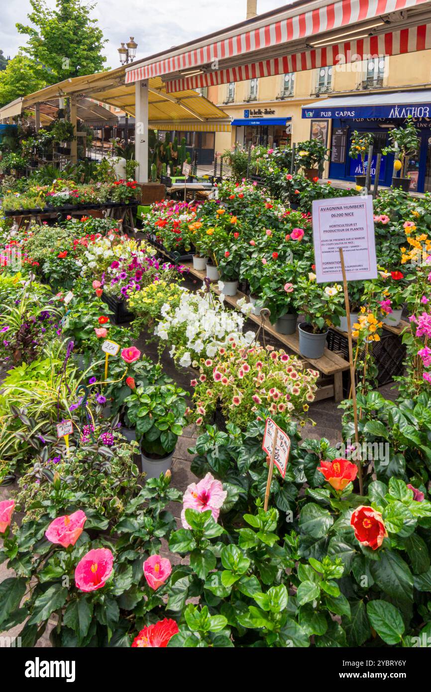 Detail eines Stalls auf dem Blumenmarkt von Cours Saleya, Nizza, Provence-Alpes-Côte d'Azur, Alpes-Maritimes, Frankreich Stockfoto