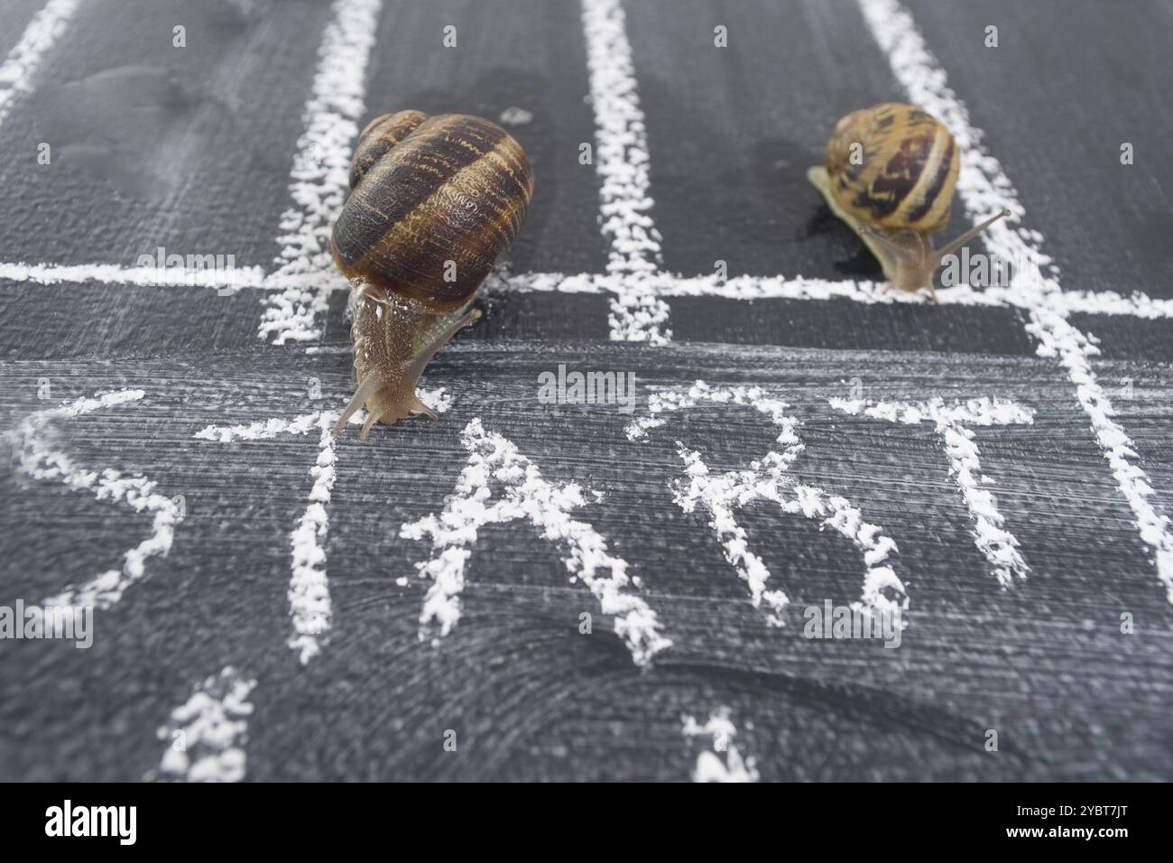 Der tägliche Weg mit Vorsicht durch eine langsame Schnecke verwendet Stockfoto