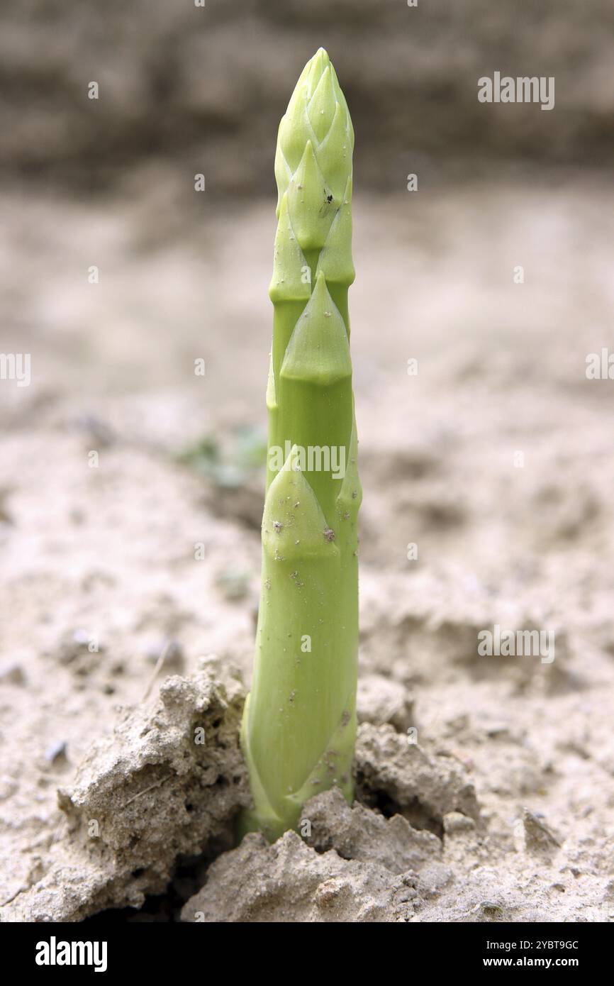 Grüner Spargel, ein Geschenk der Natur Stockfoto