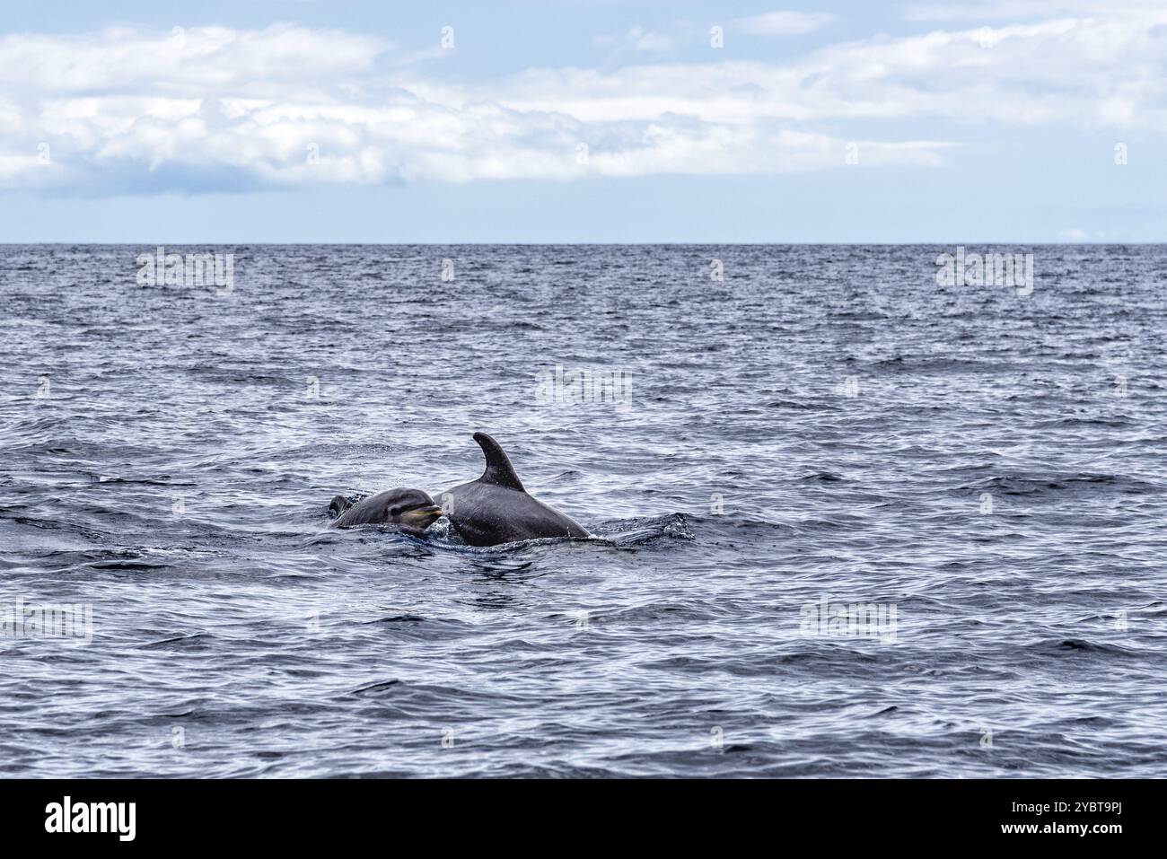 Mutter und Kalb von gewöhnlichen Großen Tümmlern oder Atlantischen Tümmlern, Tursiops truncatus, im Atlantik vor der Küste Teneriffas Stockfoto