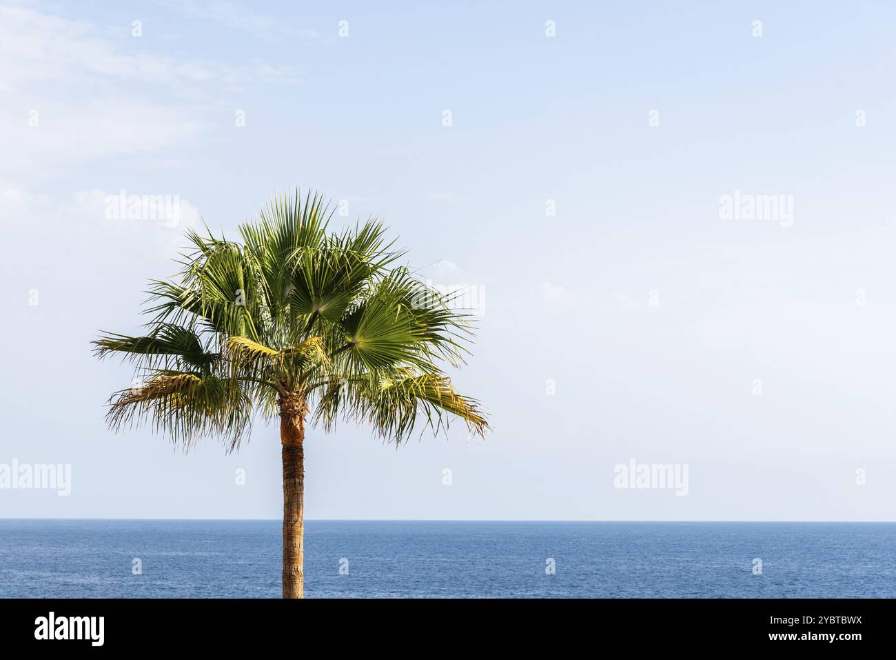 Sommer Strand Hintergrund mit Palmen vor blauem Himmel und Ozeanpanorama mit Platz für Kopie, tropische Karibik Reiseziel, La Palma, Canar Stockfoto