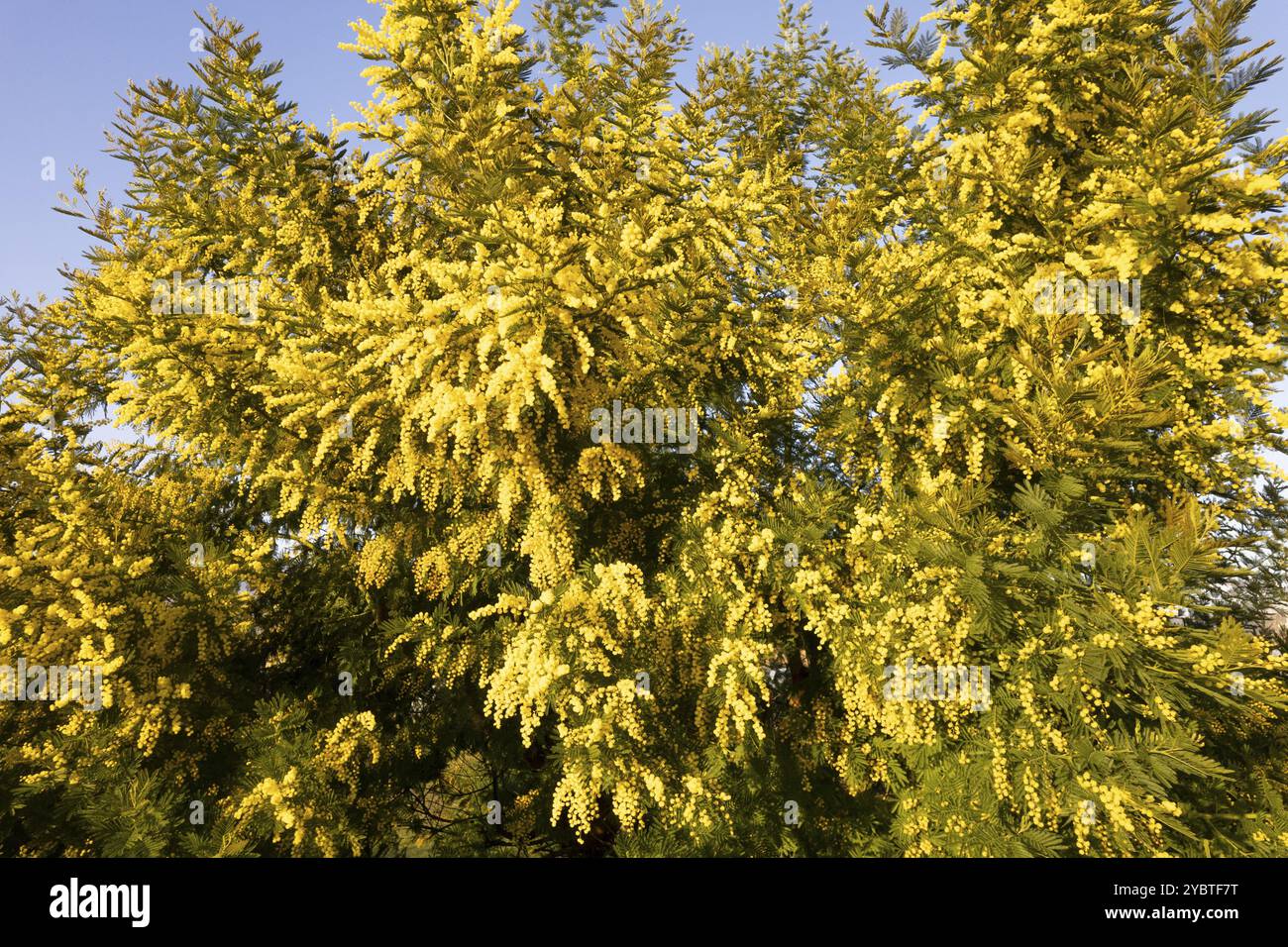 Fotografische Dokumentation eines Mimosa-Baumes, der in der Frühjahrszeit blüht Stockfoto