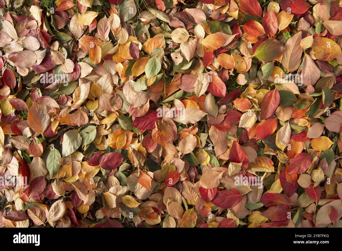 Teppich aus Blättern in verschiedenen Farben typisch für den Baum der Kakimmon Stockfoto