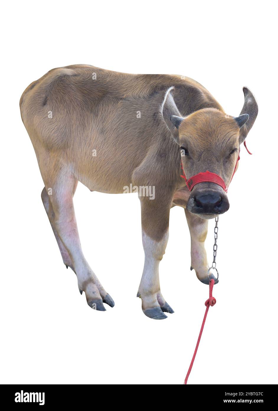 Stanzung von jungen Büffeln auf weiß isoliert. Stockfoto