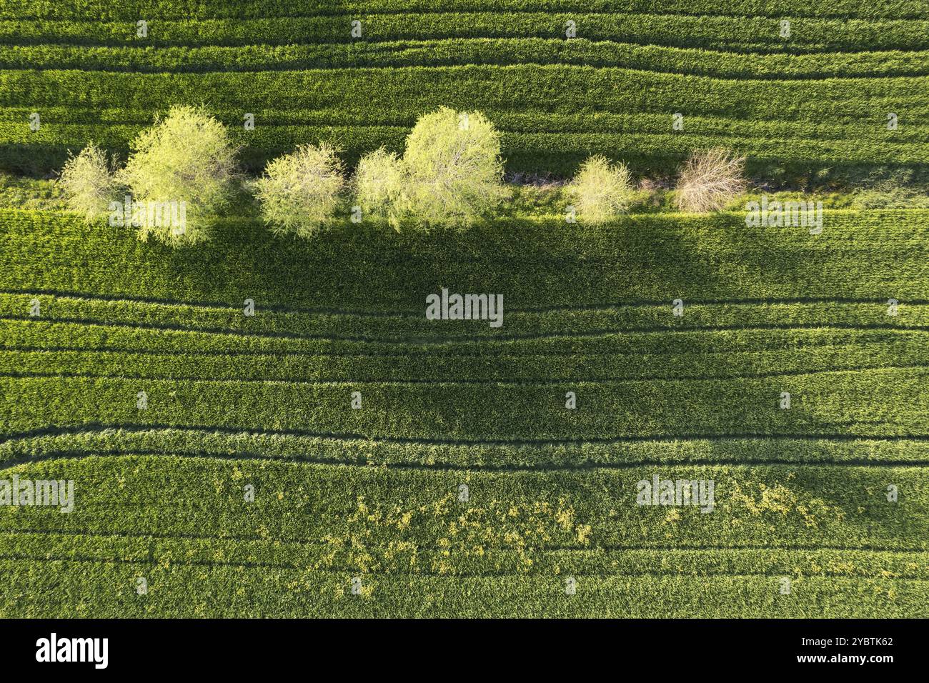 Luftbilddokumentation der Grünfarbe des Weizens im Frühjahr Stockfoto