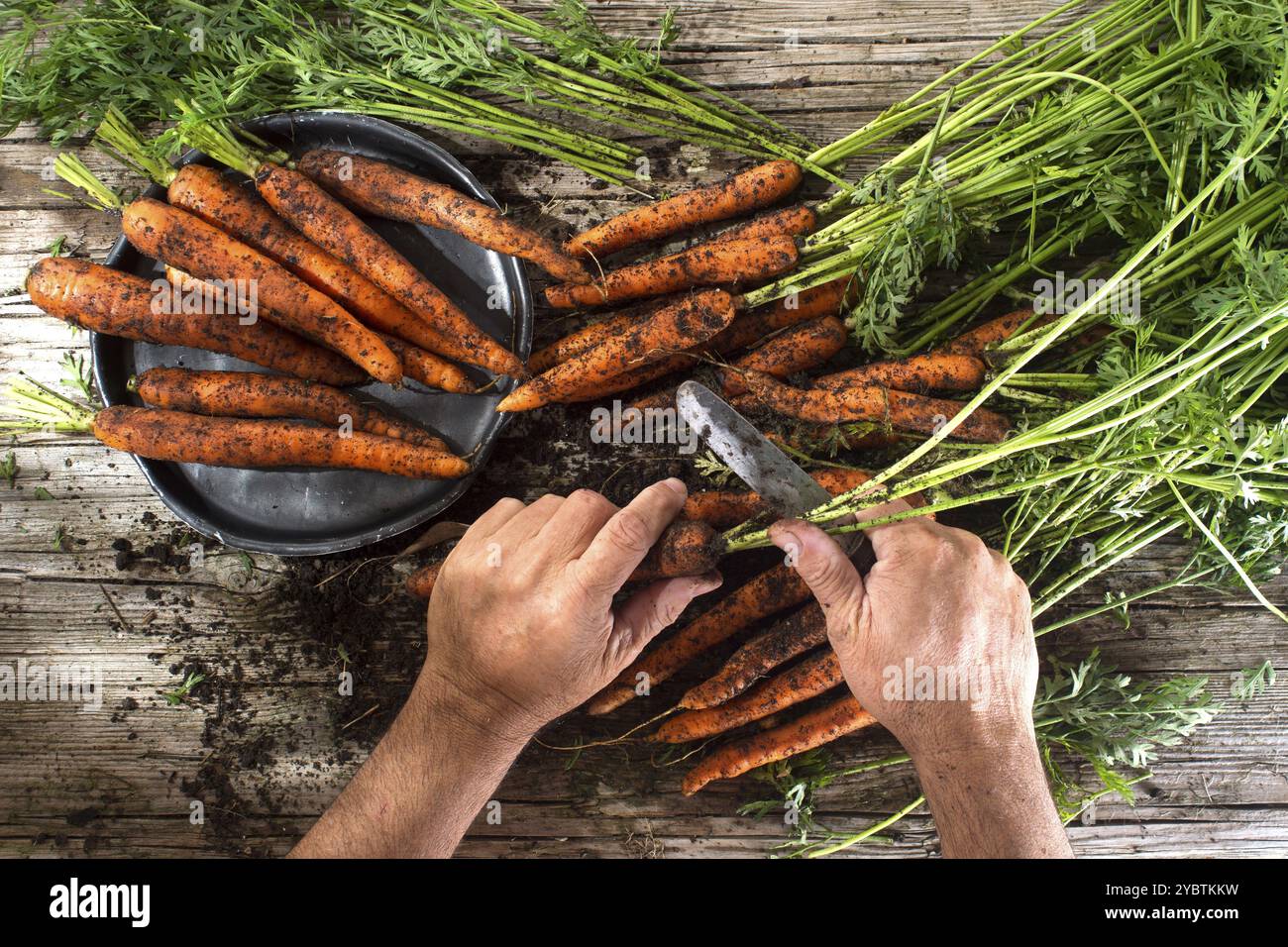 Reinigung und Vorbereitung von einem Bündel frisch gepflückte Karotten Stockfoto