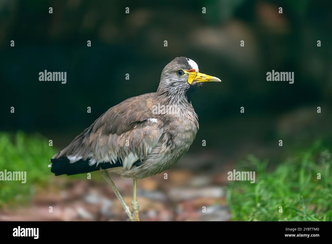 Ganzer Körper von afrikanischem Wattling, Vanellus senegallus, senegalesischem Wattplover, einfach Wattled Watting Stockfoto