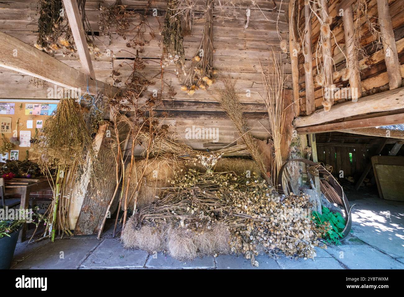 Saatköpfe trocknen bei Great Dixter im Herbst, East Sussex, Großbritannien Stockfoto