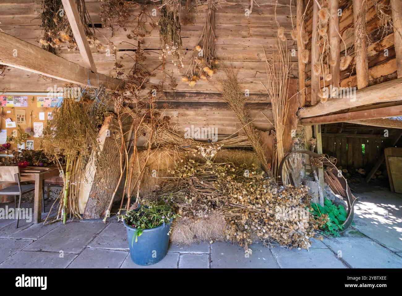 Saatköpfe trocknen bei Great Dixter im Herbst, East Sussex, Großbritannien Stockfoto