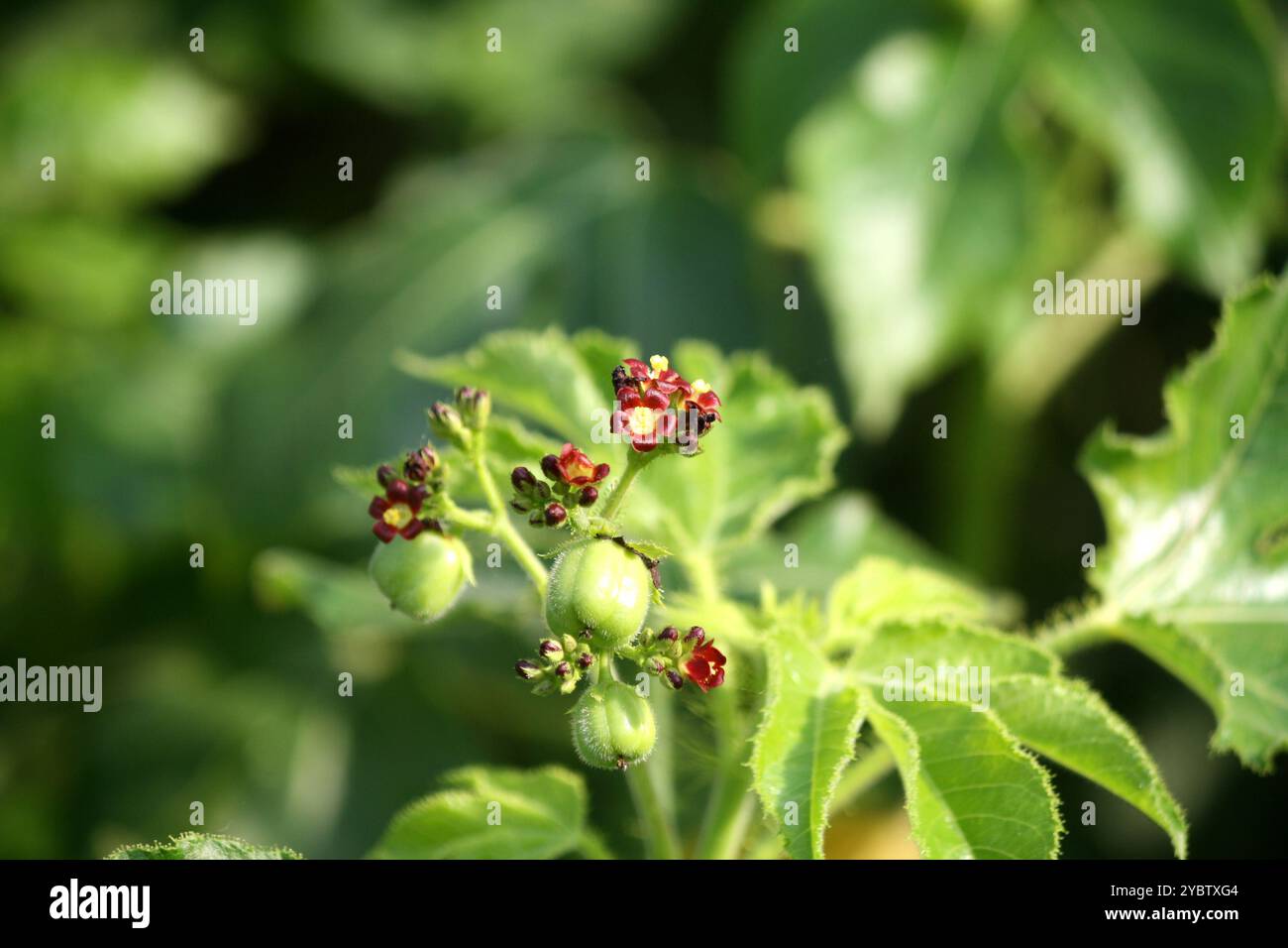 Bellyache-Busch (Jatropha gossypiifolia) mit kleinen roten Blüten und Samenkapseln. Stockfoto