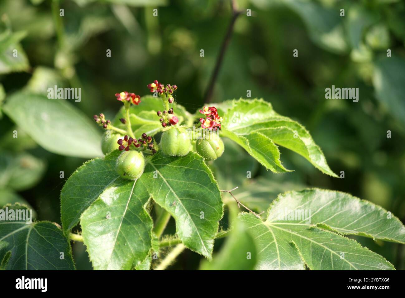 Bellyache-Busch (Jatropha gossypiifolia) mit kleinen roten Blüten und Samenkapseln. Stockfoto