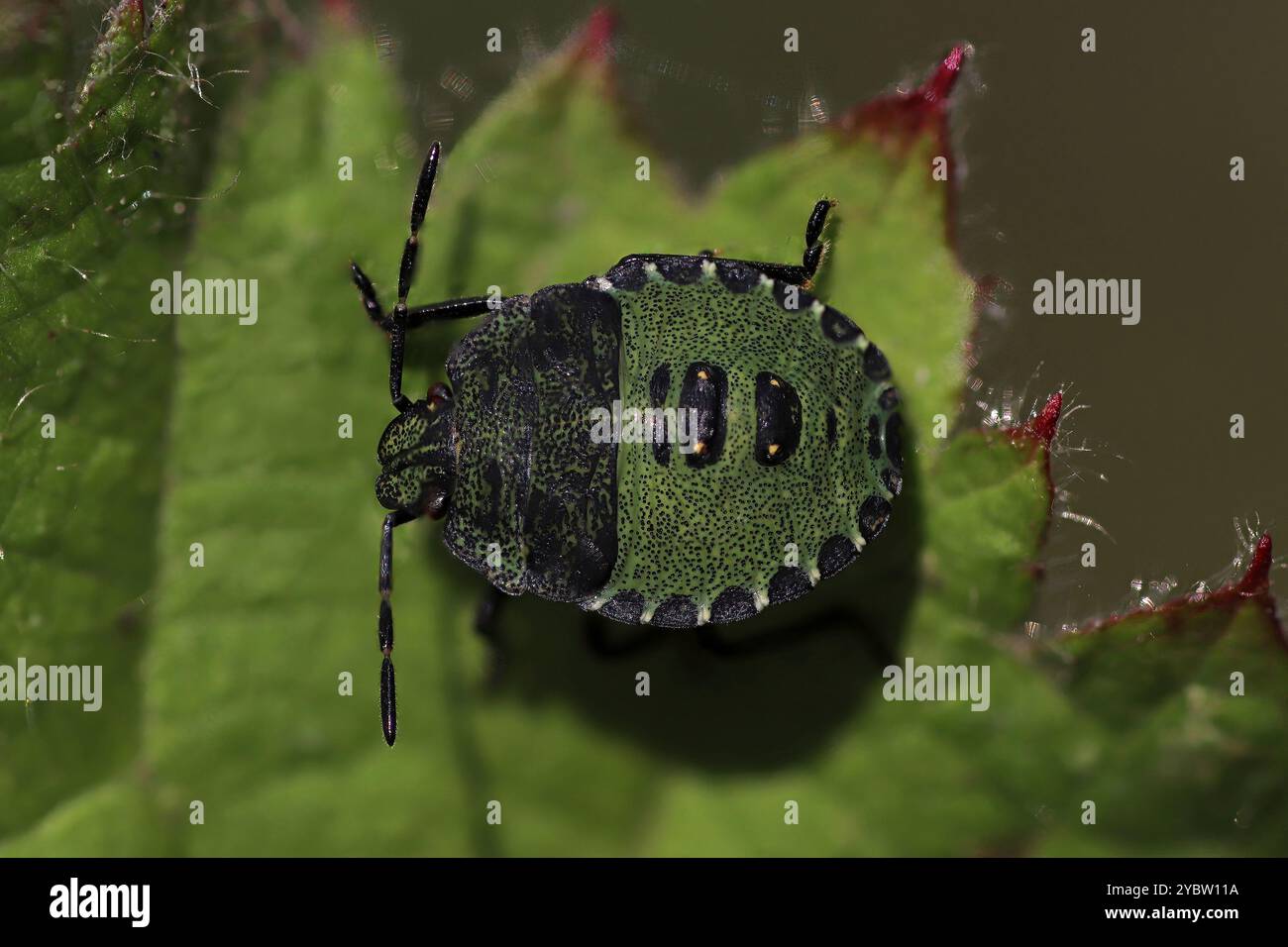 Green Shield Bugs Nymphe Palomena prasina Stockfoto