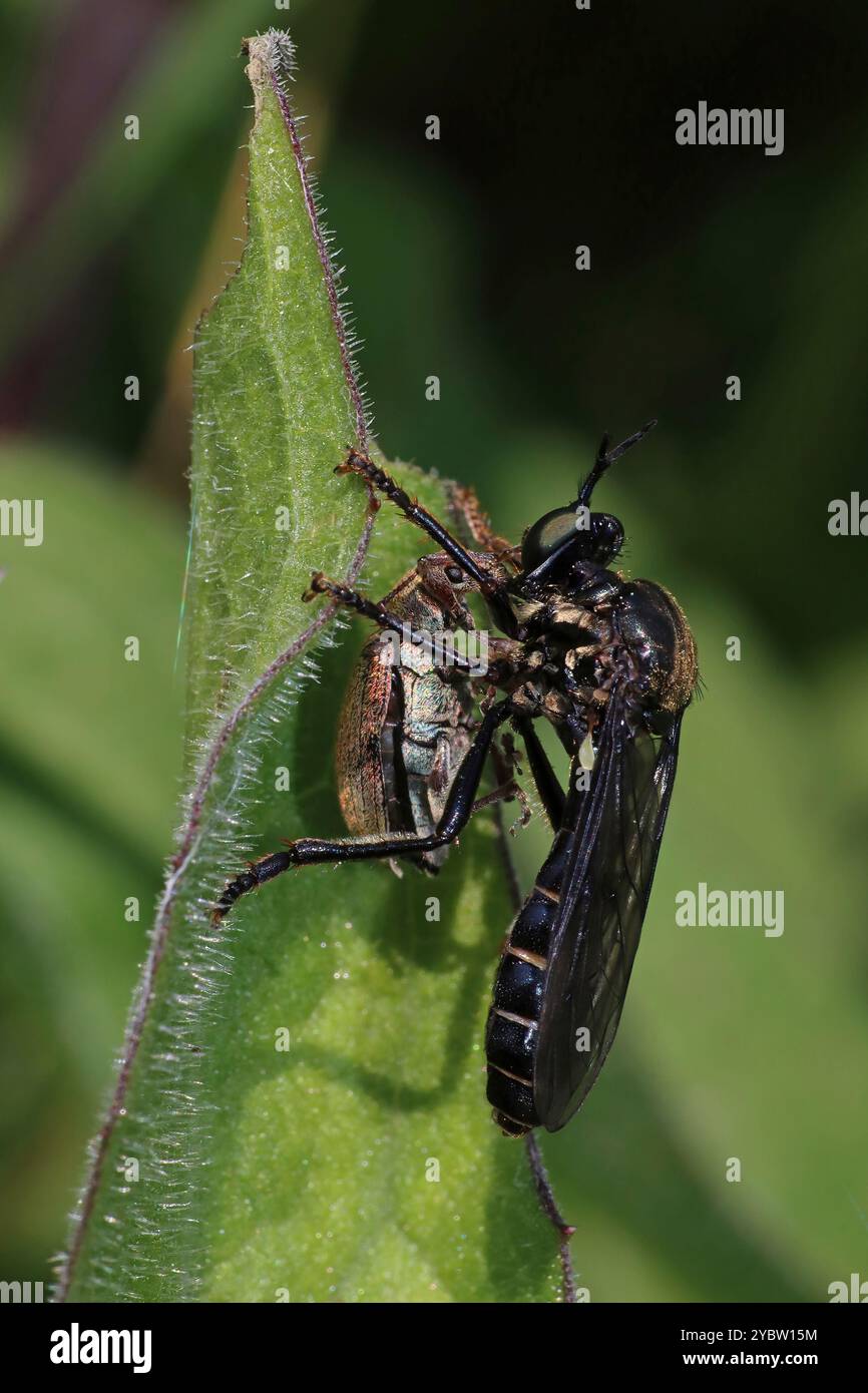 Violette Schwarzbeinige Räuberfliege - Dioctria atricapilla mit Weevil Beute Stockfoto