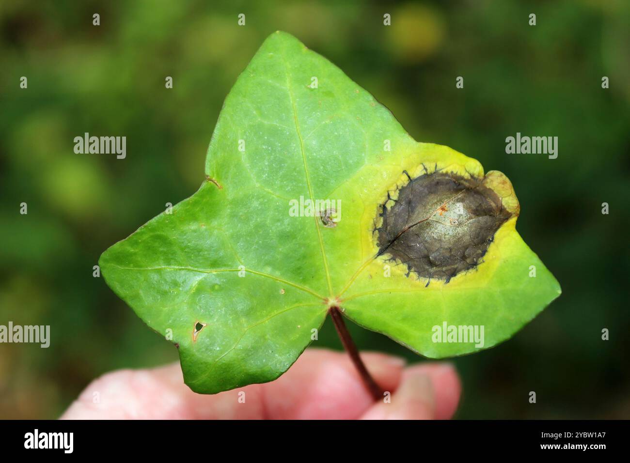 Ivy Anthracnose Colletotrichum trichellum Stockfoto