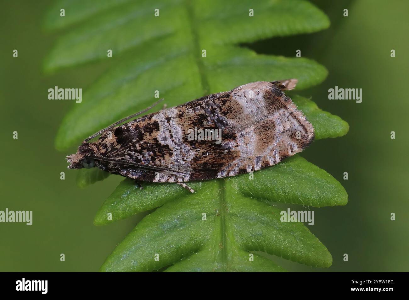 Dunkle Marmor Orthotaenia undulana Stockfoto