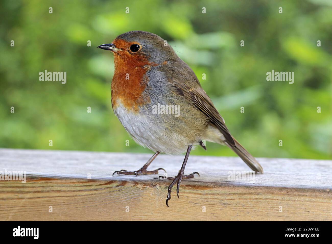Robin Erithacus rubecula Stockfoto