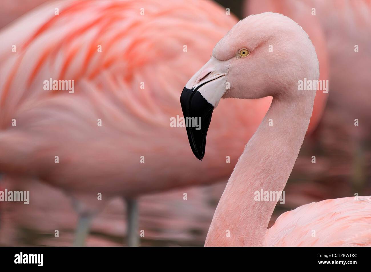 Chilenische Flamingo (Phoenicopterus Chilensis) Stockfoto
