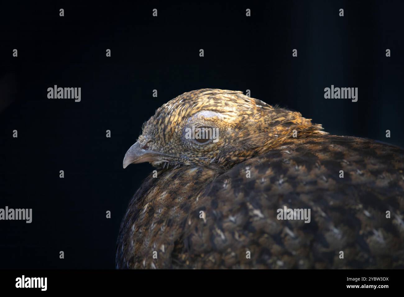 Weibliche crimson gehörnten Fasan mit seinem Gesicht in Nahaufnahme, tropischen Vogel Art aus dem Himalaya Gebirge in Asien Stockfoto