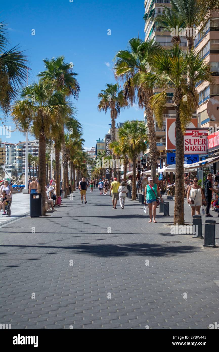 Von Palmen gesäumte Promenade am Levante Beach in Benidorm an der Costa Blanca in Spanien Stockfoto