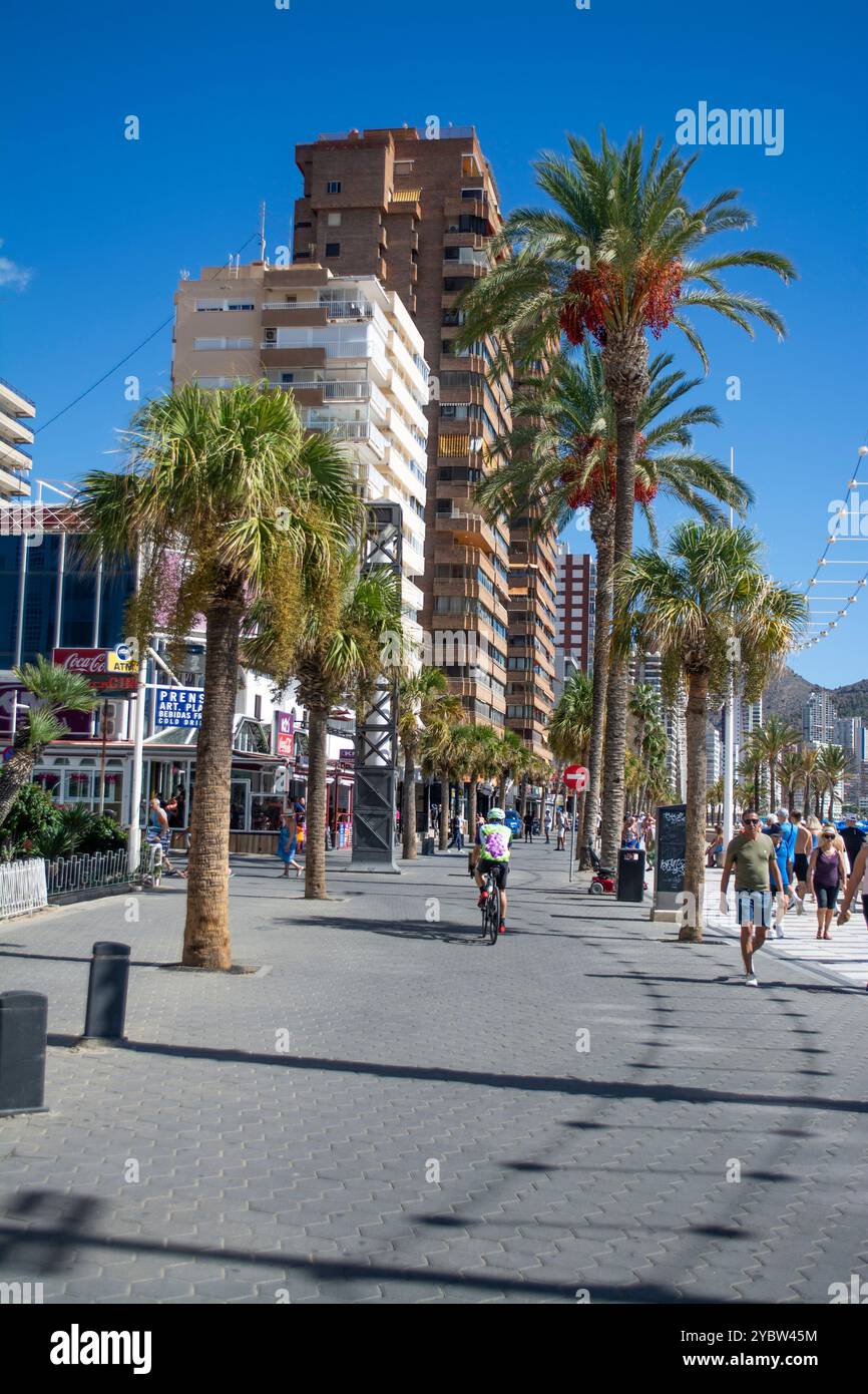 Von Palmen gesäumte Promenade am Levante Beach in Benidorm an der Costa Blanca in Spanien Stockfoto