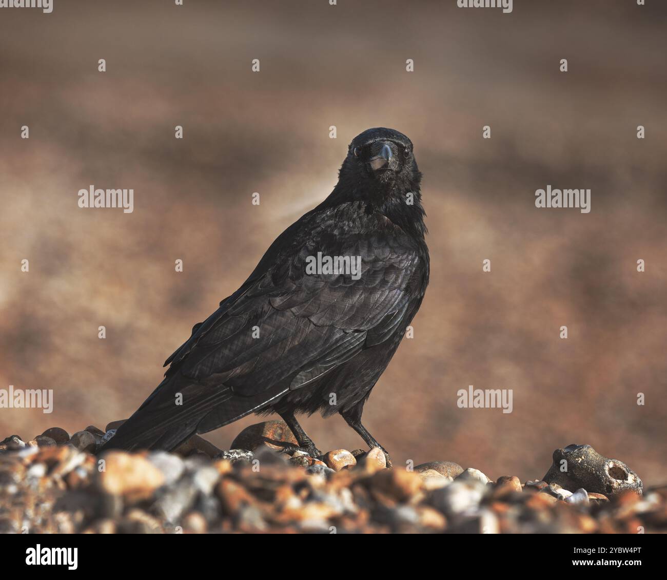 Nahaufnahme einer Krähe, die auf die Kamera in Worthing Beach, West Sussex, Großbritannien, blickt Stockfoto