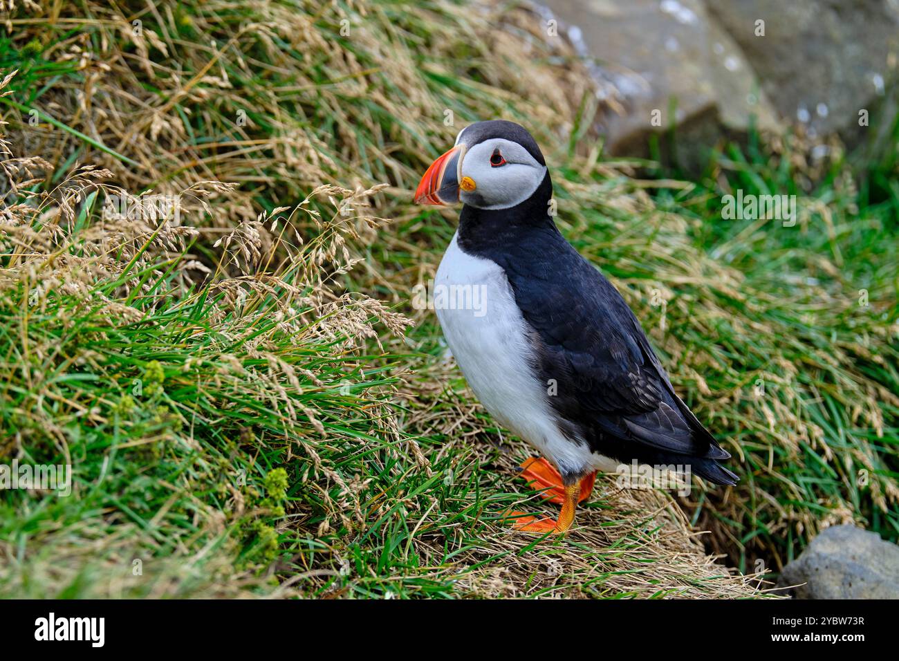 Island, Region Sudurland, Vik, Stätte Dyrholaey, Atlantischer Papageientaucher (Fratercula Arctica) Stockfoto
