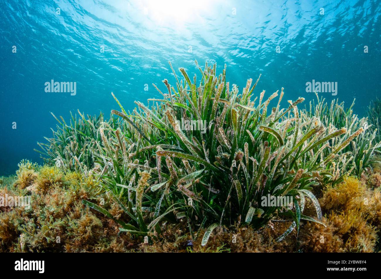 Mediterrane Tapeweed, Posidonia oceanica, cadaques, Costa Brava, Katalonien, Spanien Stockfoto