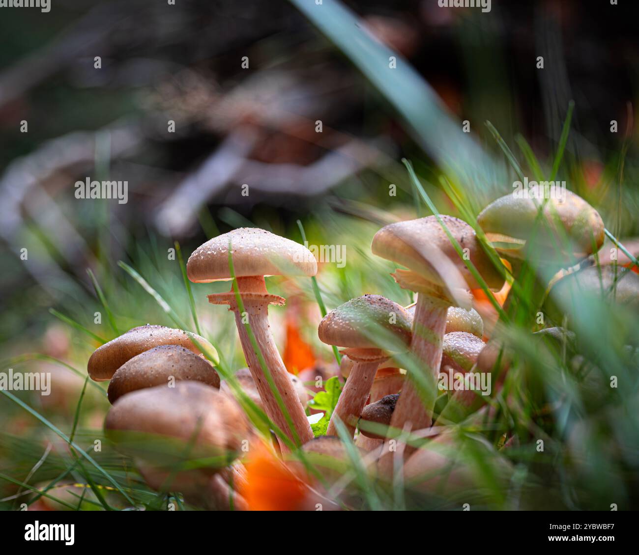 Nahaufnahme von kleinen Pilzen, die Gras und gefallene Blätter bestaunen – Herbstbild Stockfoto