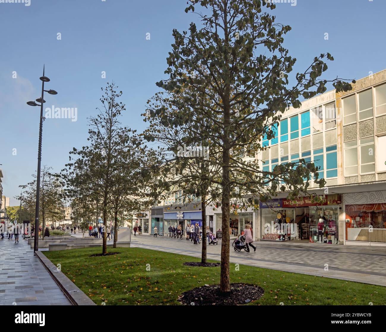 New George Street, Plymouth. Durch die im Rahmen der im Oktober 2024 abgeschlossenen Renovierung gepflanzten Stämme gesehen. Das Upgrade, das eine neue Abflussöffnung brachte Stockfoto