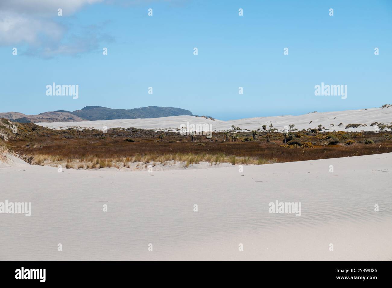 Sanddünen, wie sie an den Stränden von Farewell Spit an einem ruhigen Sommertag gesehen werden (Südinsel, Neuseeland) Stockfoto