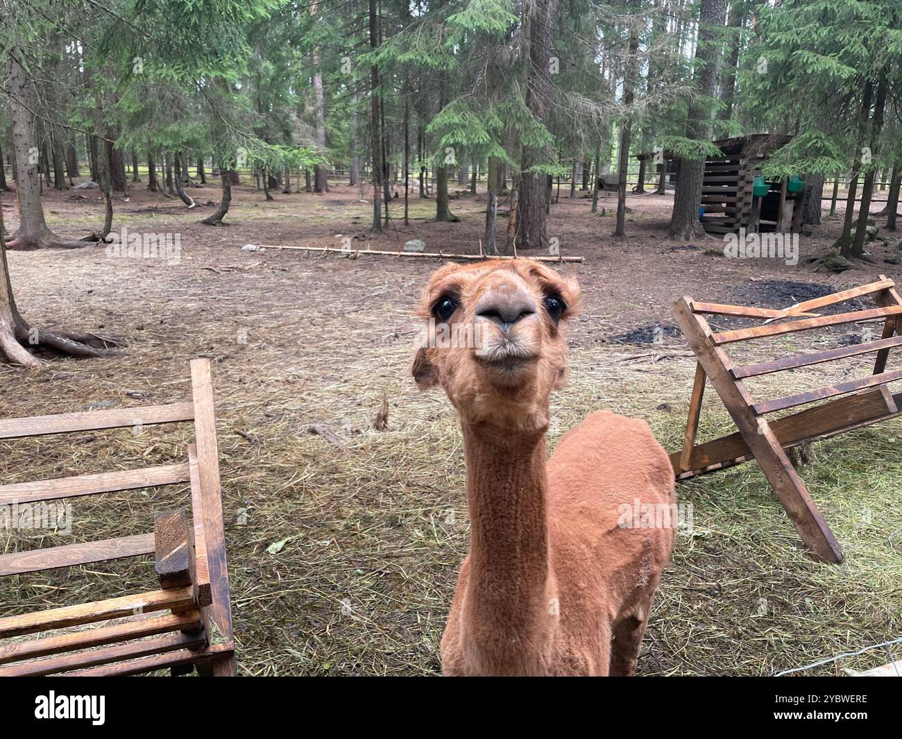 Alpaka im Zoo - Smartphone-aufgenommenes Stockfoto