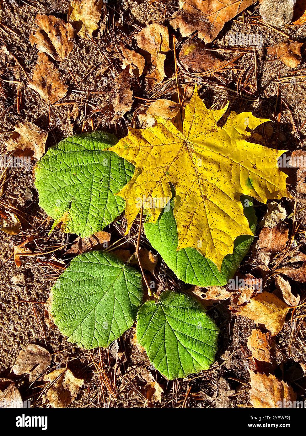Herbstliche Ahornblätter auf dem Boden im Wald, Blick von oben Stockfoto