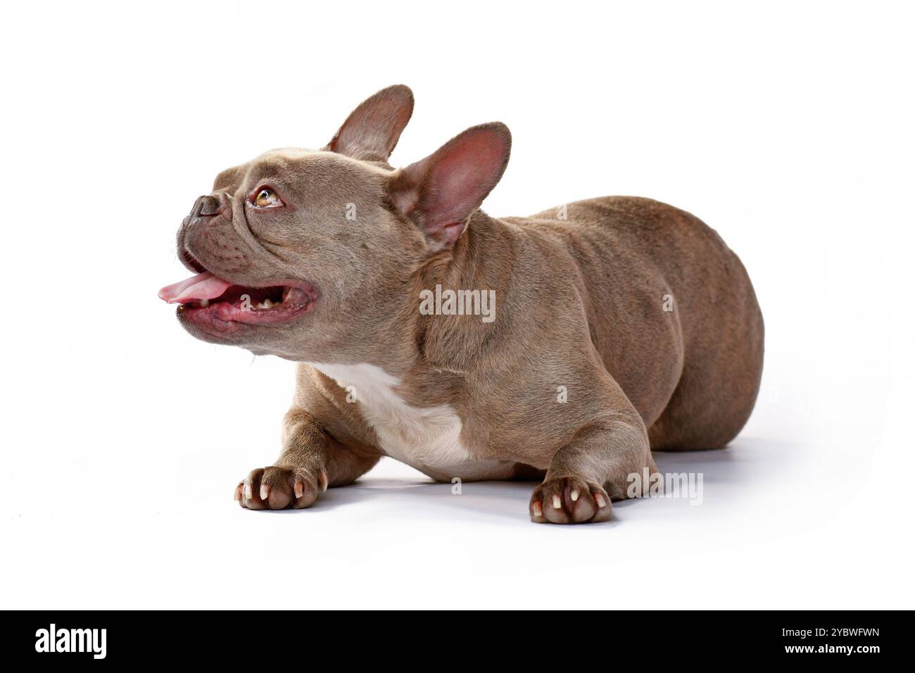 Lilafarbener französischer Bulldog-Hund, der auf weißem Studio-Hintergrund liegt Stockfoto