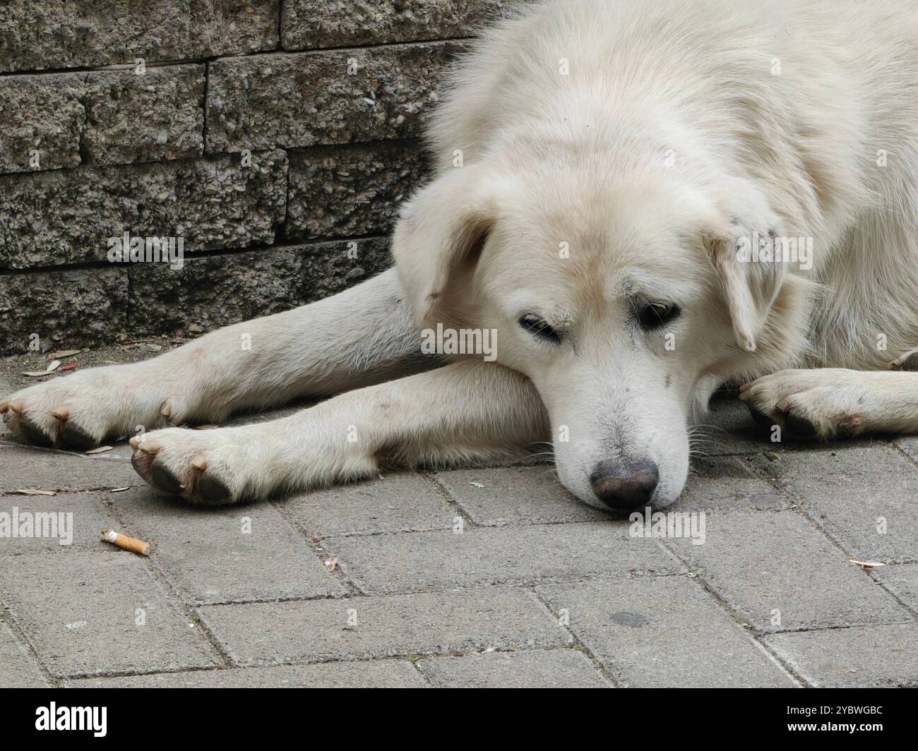 Weary Guardian: Porträt eines müden und traurigen Maremma Sheepdogs, der auf dem Gehweg ruht Stockfoto