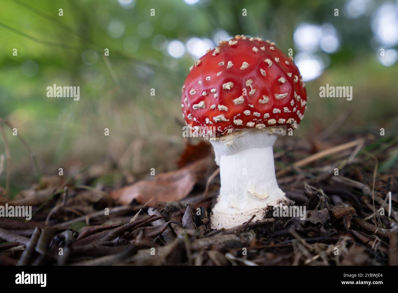 Rothügelpilz mit Fliegenpilz Stockfoto