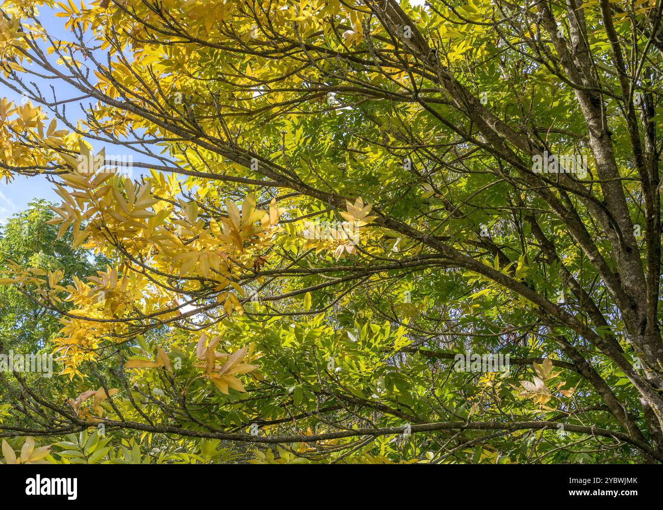 Hinterleuchteter Baum und Blätter am sonnigen Herbsttag mit blauem Himmel. Stockfoto
