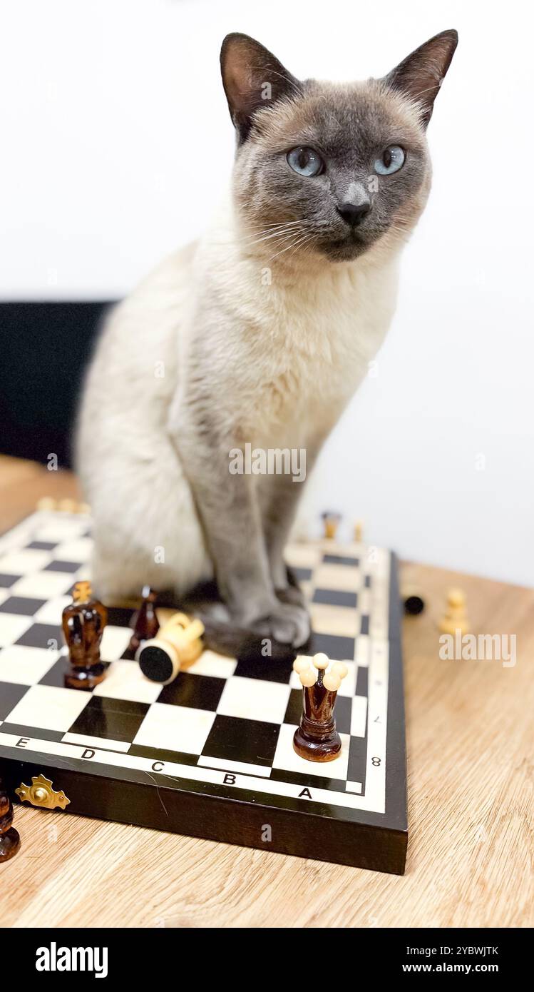 Verspielte Thai Blue Point Cat: Ein schelmischer Begleiter auf dem Schachbrett, Spark Fun und intellektuelle Herausforderung für Kinder Stockfoto