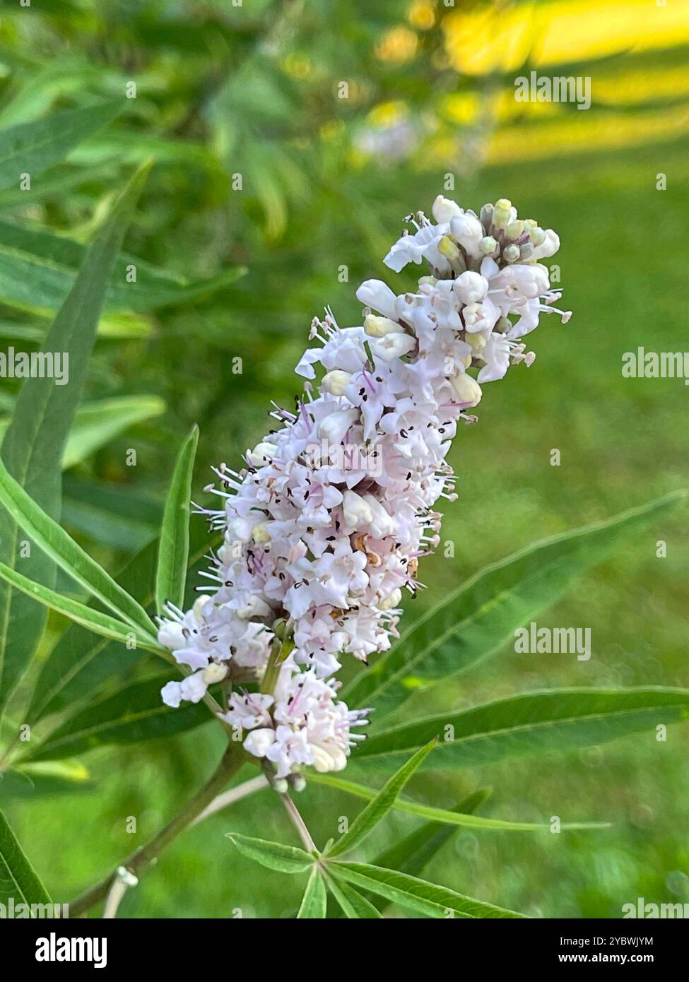 Lupinenblüten. Stockfoto